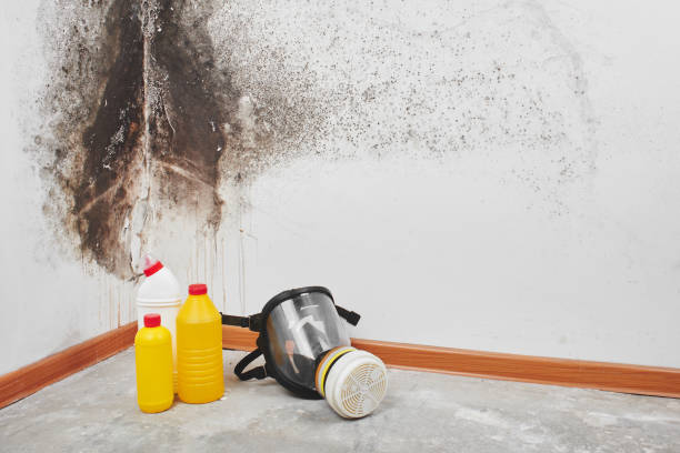 Mold Removal and Inspection in South Fallsburg, NY