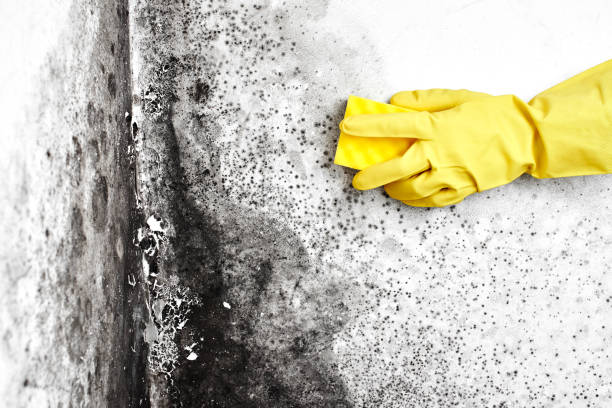 Trusted South Fallsburg, NY Mold Removal Experts