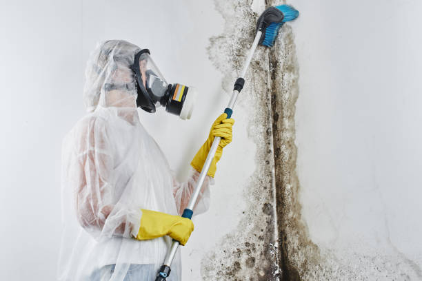 Attic Mold Removal in South Fallsburg, NY