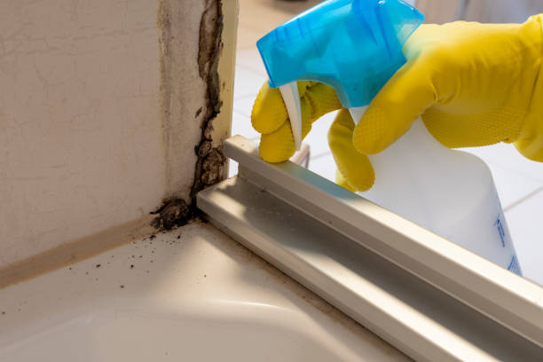 Best Residential Mold Removal  in South Fallsburg, NY