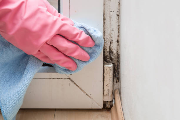 Best Crawl Space Mold Removal  in South Fallsburg, NY